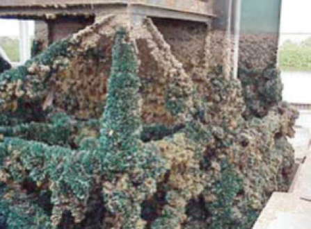 algea on structure algea on structure